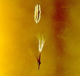 Illustration for article titled Plants Rapidly Evolve New Reproductive Systems in Cities